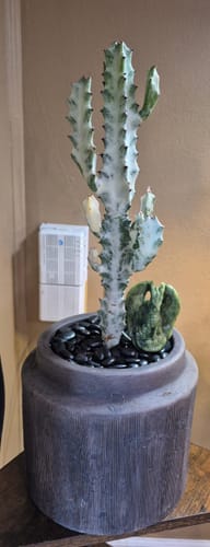 Customer's tall White Ghost Euphorbia plant displayed in a dark, textured pot with black stones.