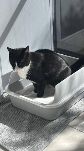 Customer photo review of 3 Month Supply - 1 Cat