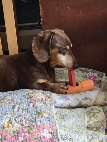Reviewer's brown dog holding the orange Safe Dog Chew Holder while lying on a quilt.