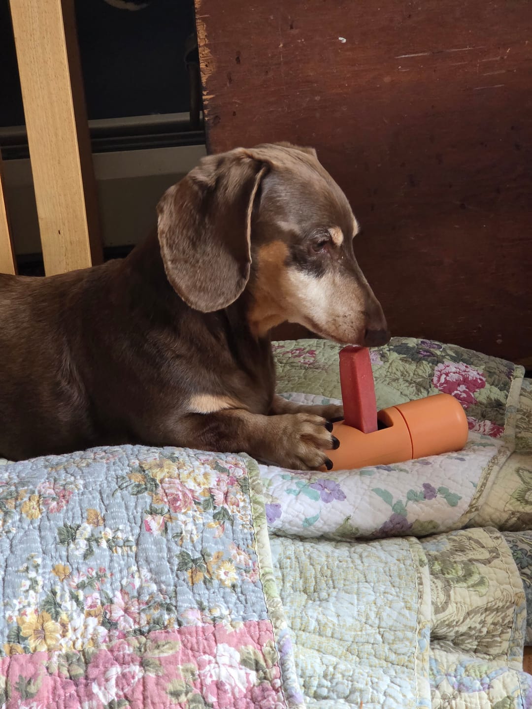 Customer photo review of Safe Dog Chew Holder