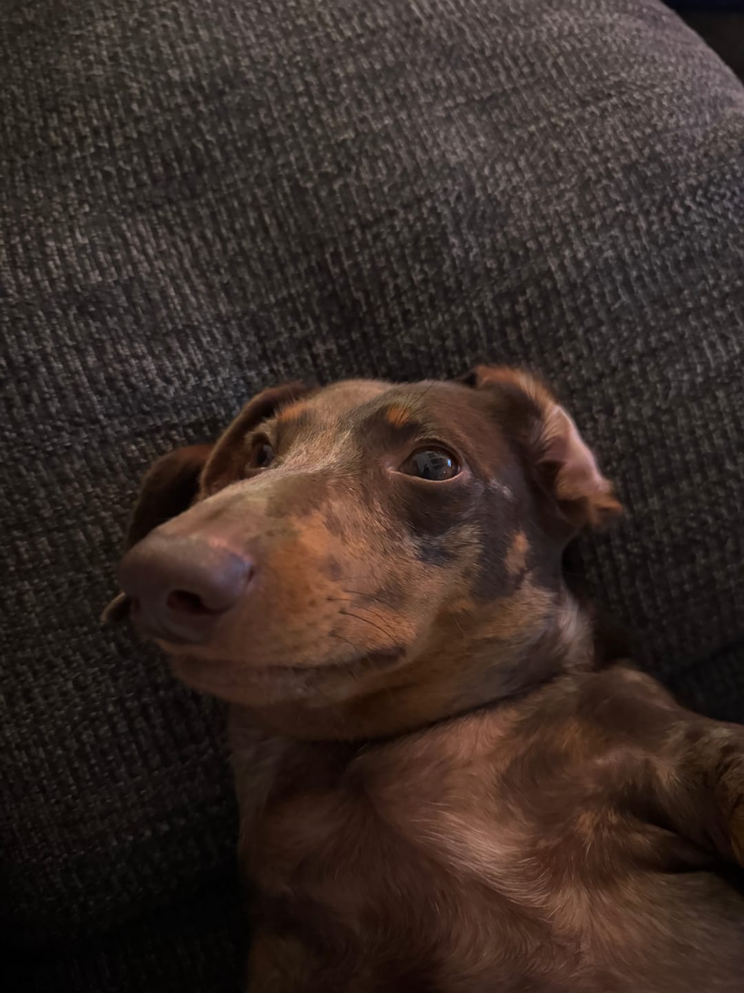 Customer photo review of Blueberry Himalayan Yak Chew (MEDIUM)