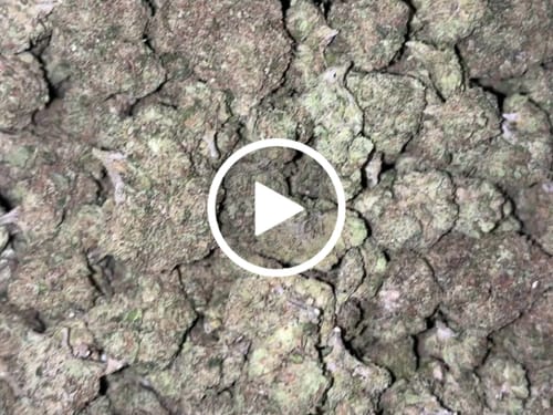 Customer video review of Zkittlez Flower Wholesale