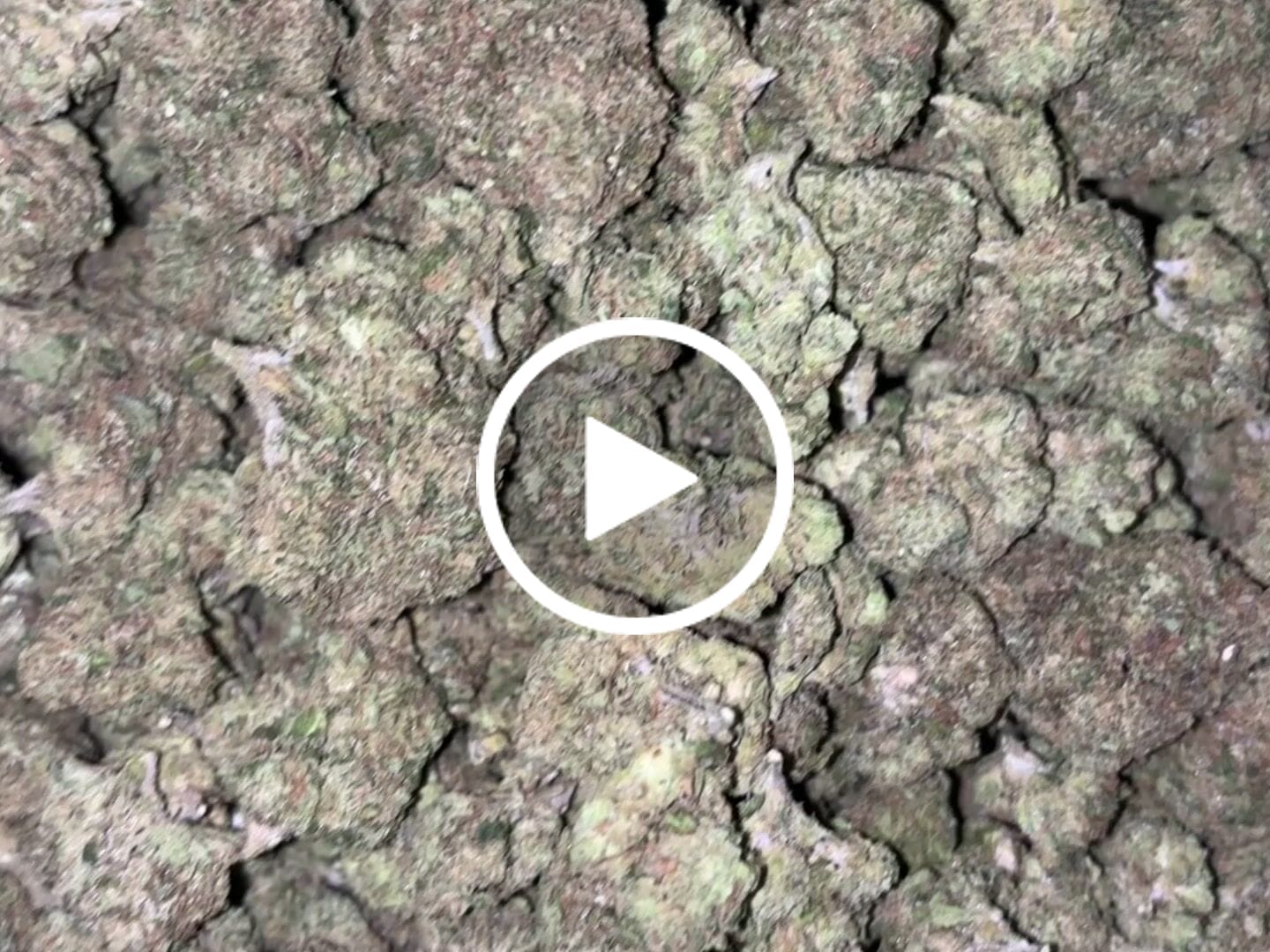 Customer video review of Zkittlez Flower Wholesale