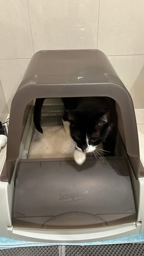 Customer photo review of Fit Litter PLUS - 3 month supply - 1 cat