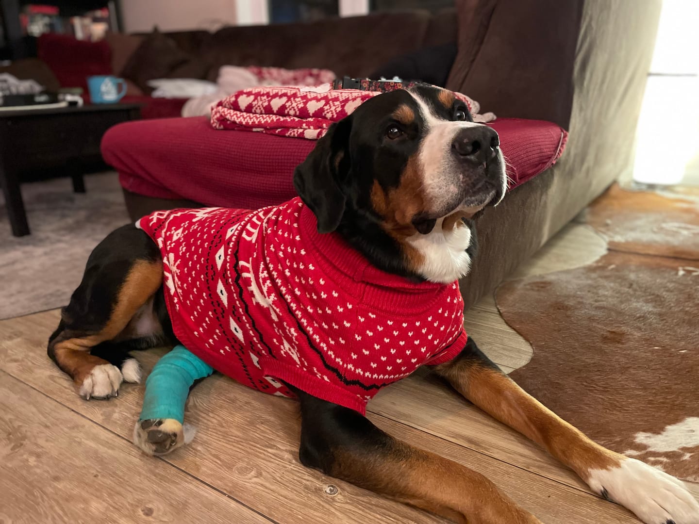 Customer photo review of Knit Christmas Dog Sweater - Dasher Red