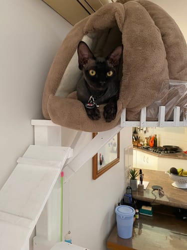 Customer photo review of Fit Litter PLUS - 3 month supply - 1 cat