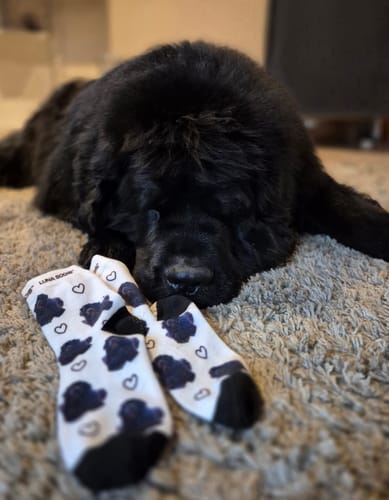 Jutta R. review of Personalisierte Socken mit deinem Haustier image 1 out of 1