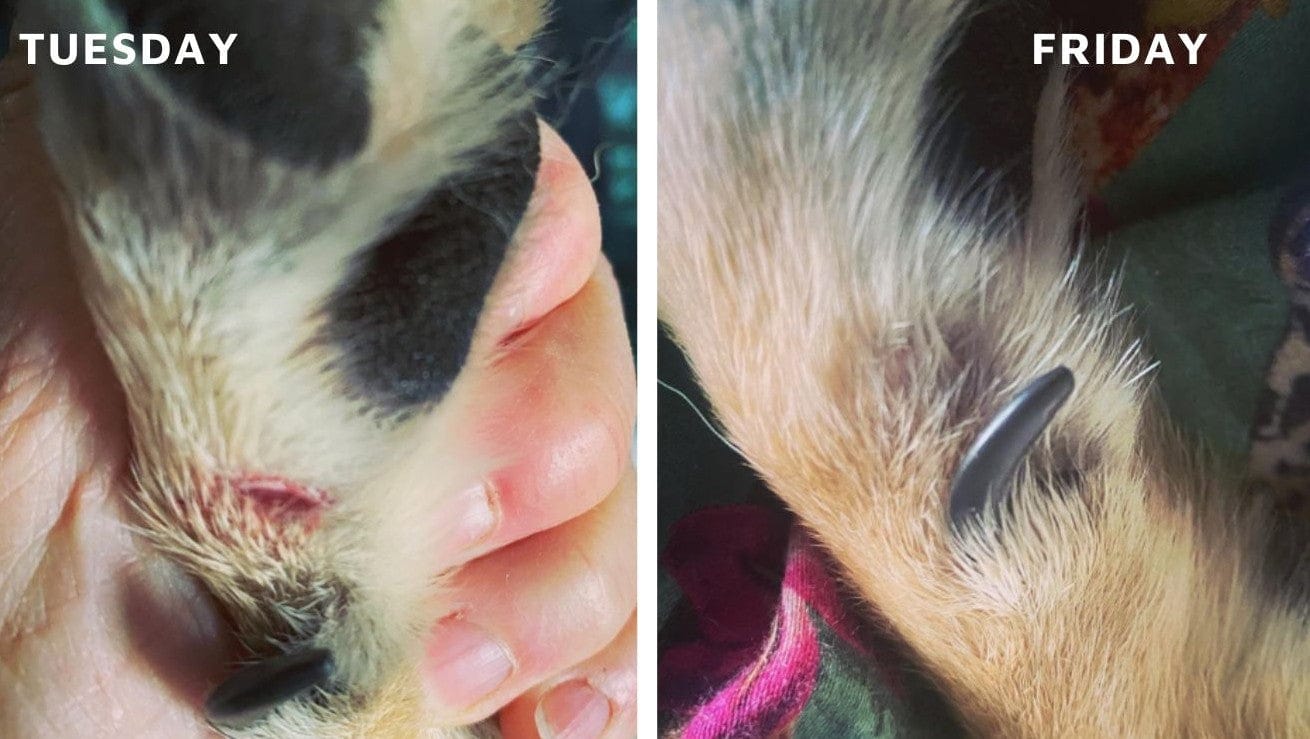 Customer photo review of Pet Probiotic Dermo Care - 100ml Spray