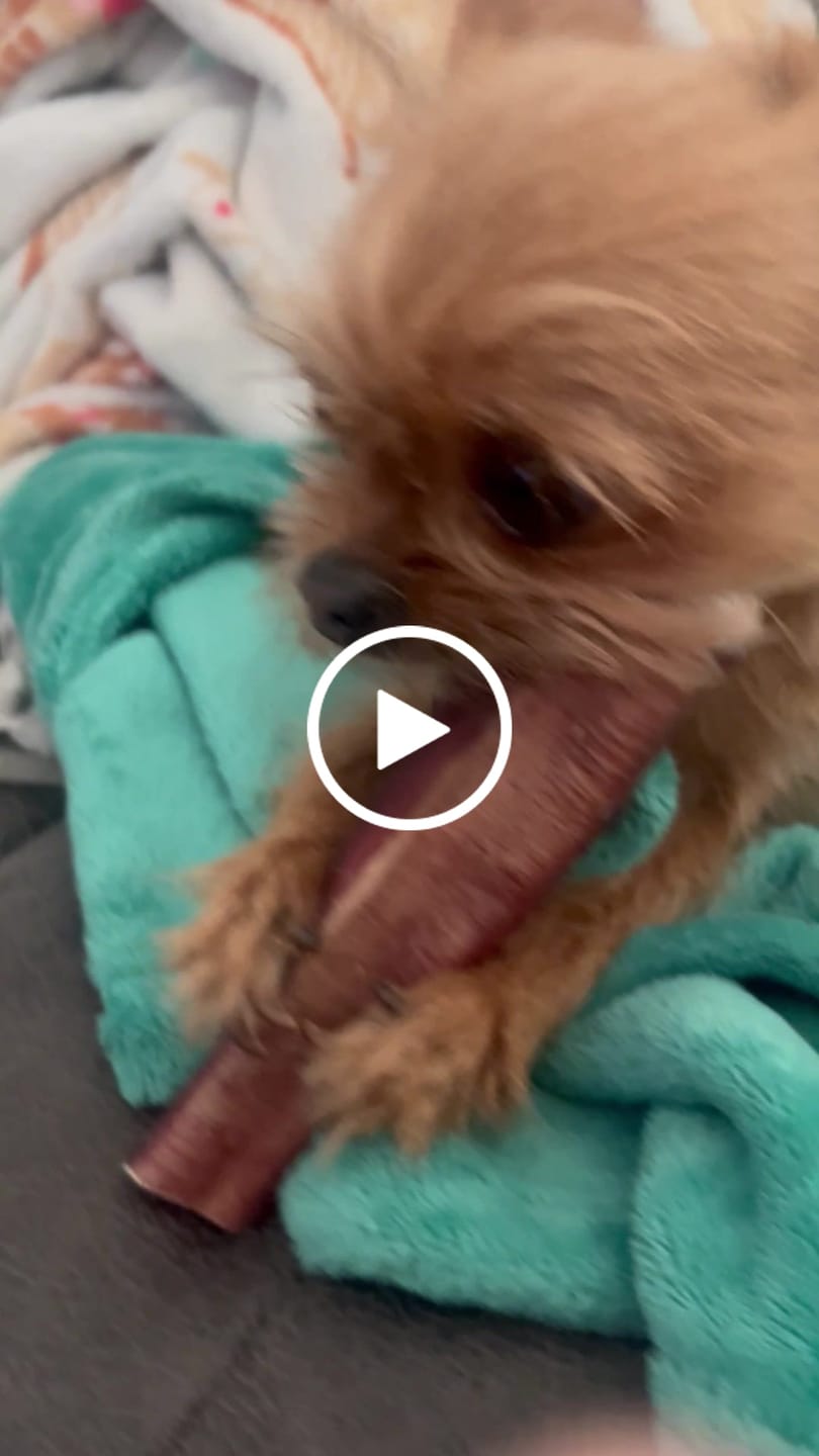 Customer video review of 6 Inch Monster Bully Stick