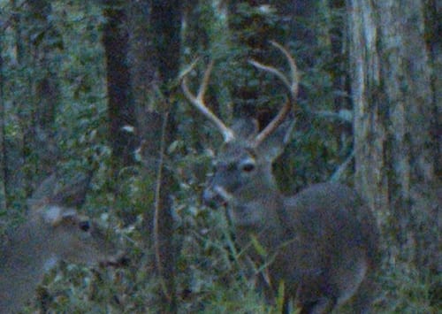 Customer photo review of Mast Magnet - Deer Attractant