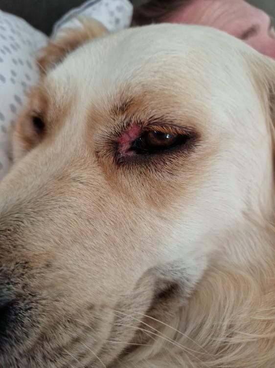 Customer photo review of Pet Probiotic Eye Care - 100ml Spray