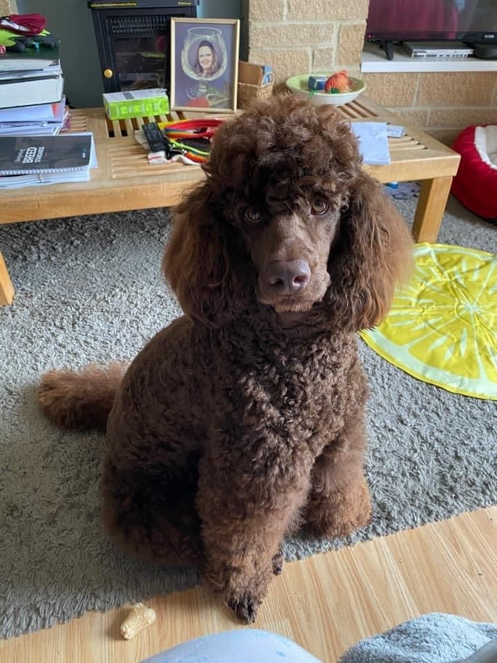 Customer photo review of Pet Probiotic Allergen-Free - 300ml Spray