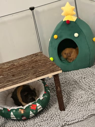 Customer photo review of 🎄 Weihnachtlicher Schlafplatz – das kuschelige Körbchen für deine Meerschweinchen