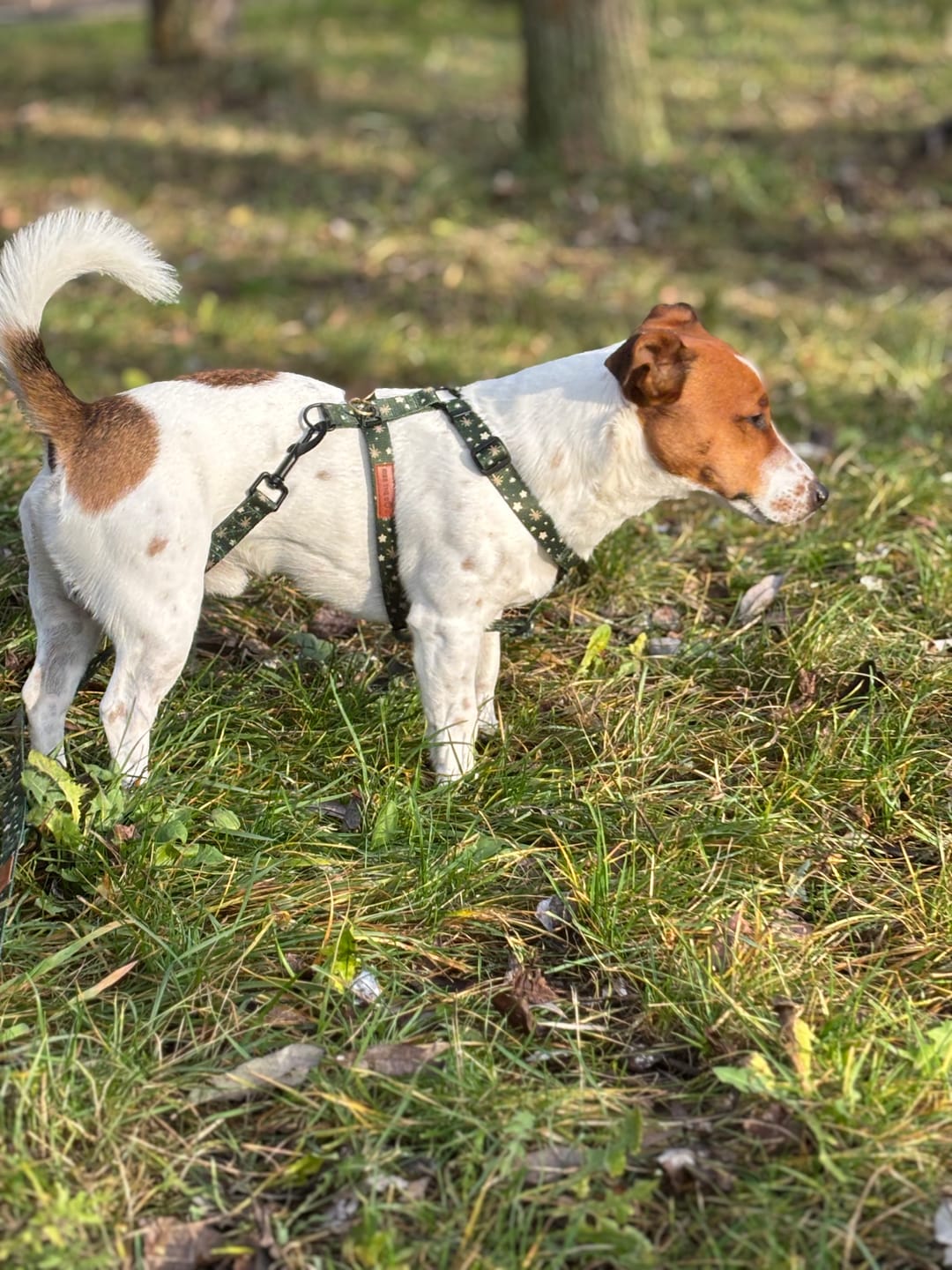Customer photo review of Szelki guard "Green Magic" - czarne okucia