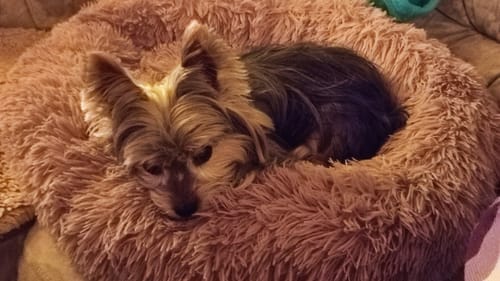 Customer photo review of Puppery Hundebett Wolke 7 - Das Original