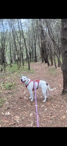 Paige B. review of Biothane Long Line image 1 out of 1