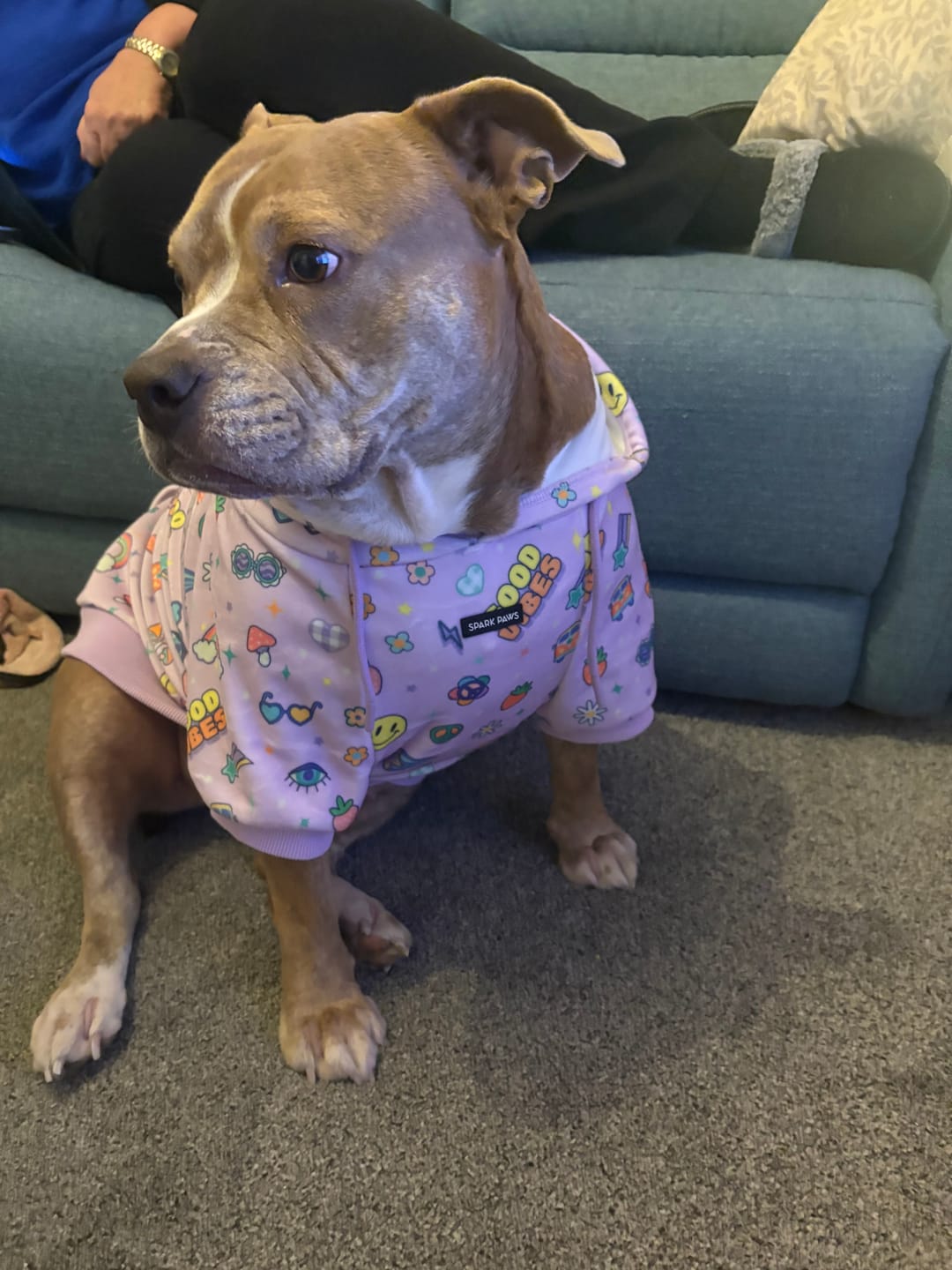 Customer photo review of Good Vibes Dog Hoodie - Purple