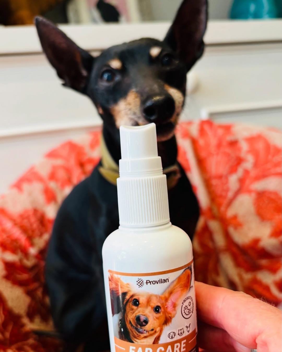 Customer photo review of Pet Probiotic Ear Care - 100ml Spray