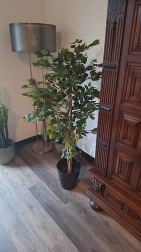 Customer photo review of Kunst Ficus 150cm