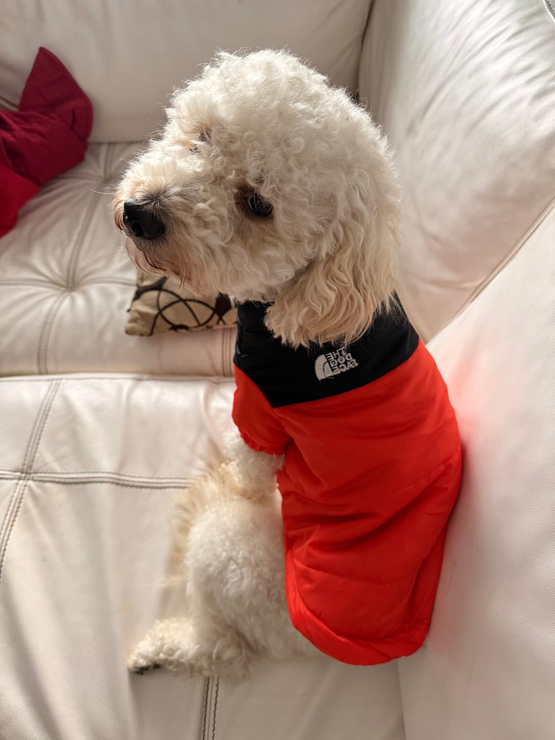 Customer photo review of The Dog Face Piumino
