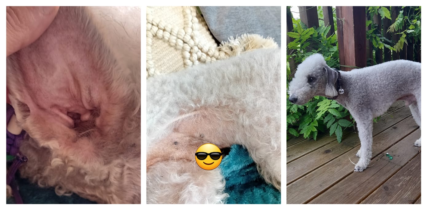 Customer photo review of Pet Probiotic Allergen-Free - 300ml Spray