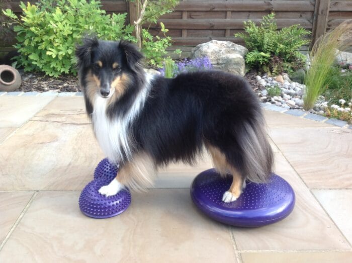 Customer photo review of Pet Probiotic Coat Care - 300ml Spray