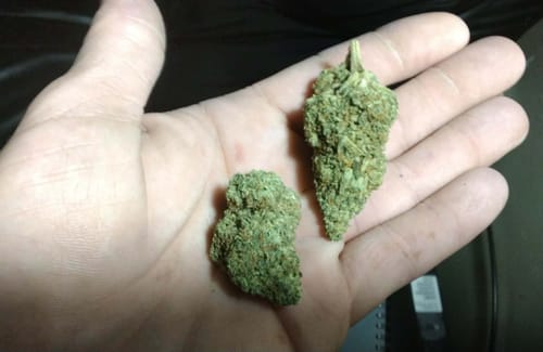 W. K. review of Cheap THCA Flower Half Pound image 1 out of 1