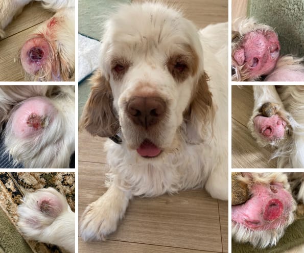 Customer photo review of Pet Probiotic Dermo Care - 100ml Spray