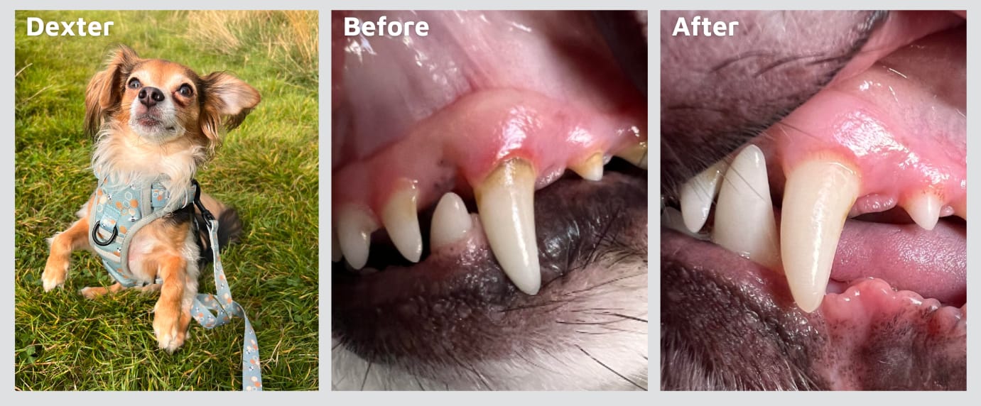 Customer photo review of Pet Probiotic Dental Care - 100ml Spray