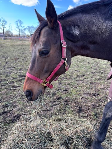 Customer photo review of iCavalos - Horse halter - Preorder