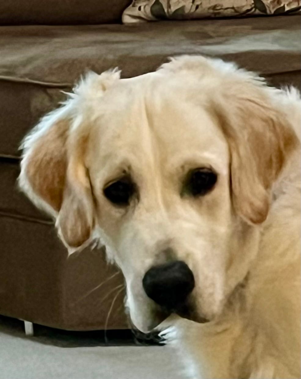Customer photo review of 6 Inch Thick Bully Stick