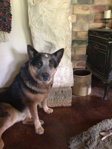 Customer photo review of Collagen Puptides