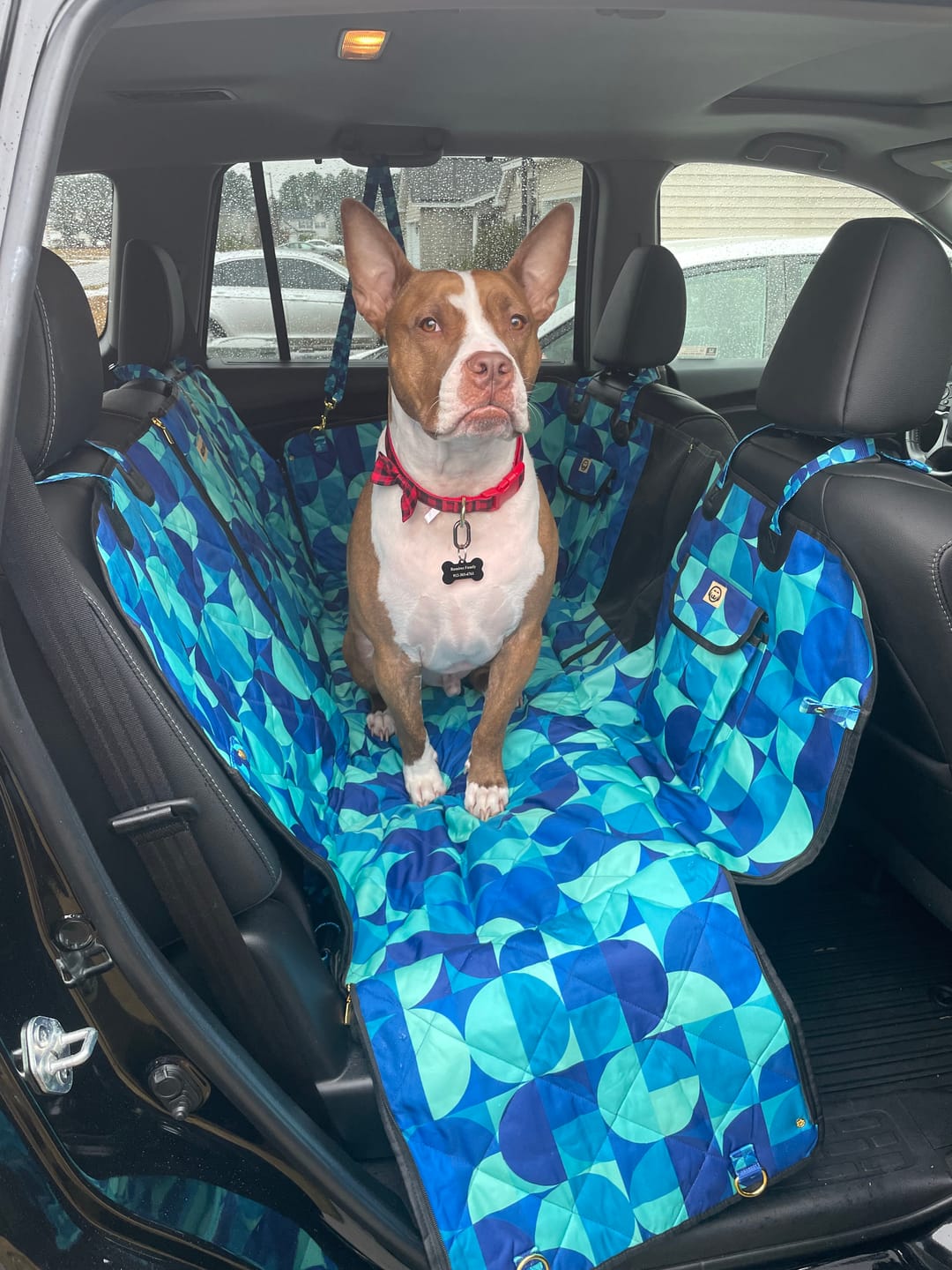 Customer photo review of Milos - Dog Car Seat Cover