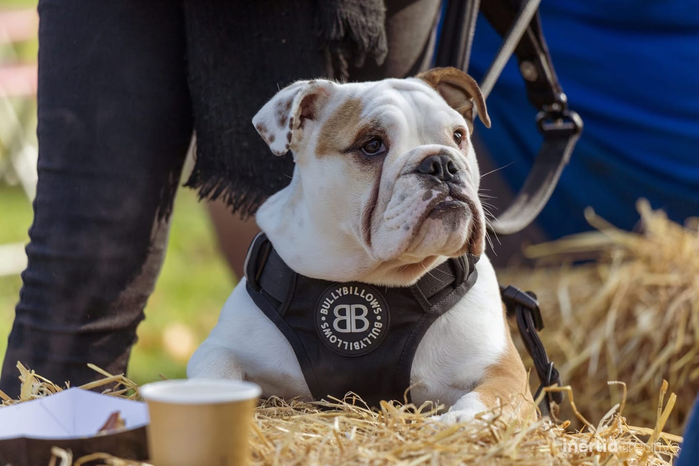 Customer photo review of Comfort Premium Harness | Non Restrictive - Black