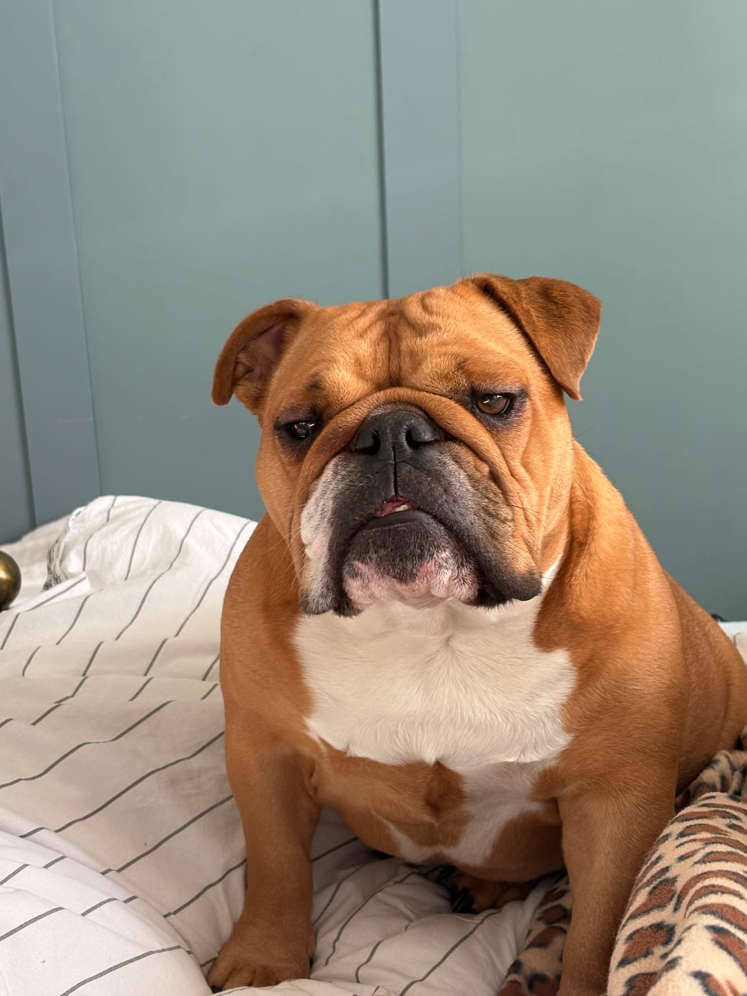 Customer photo review of Dog Shampoo