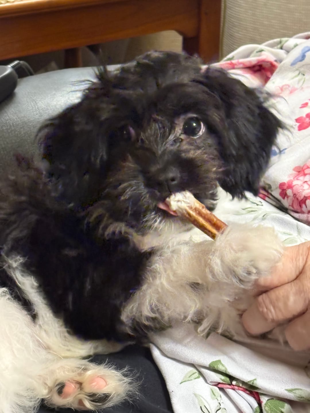 Customer photo review of Small Bully Stick Ring