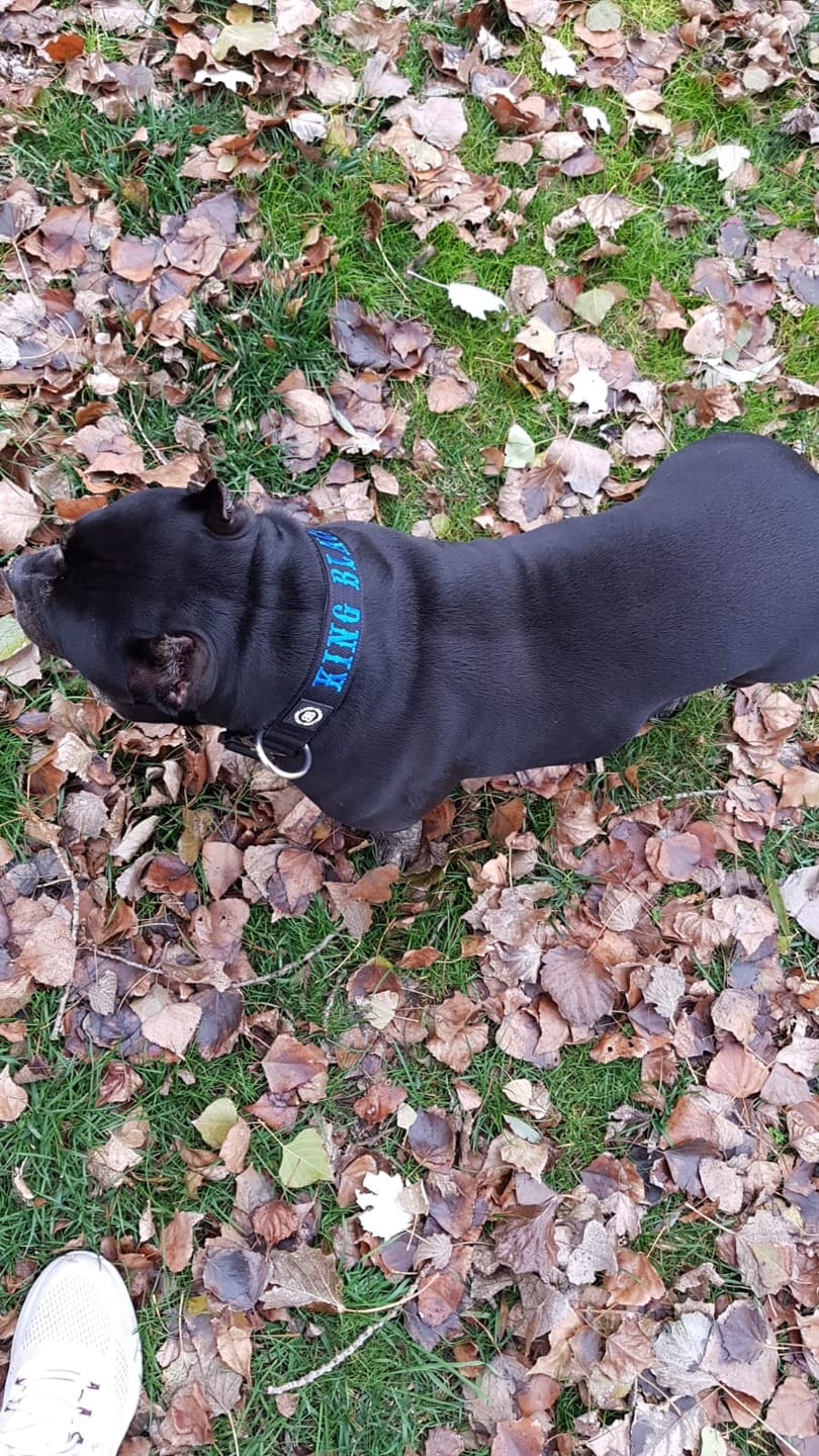 Customer photo review of 4cm Combat® Collar | Rated Clip - NO HANDLE - Black