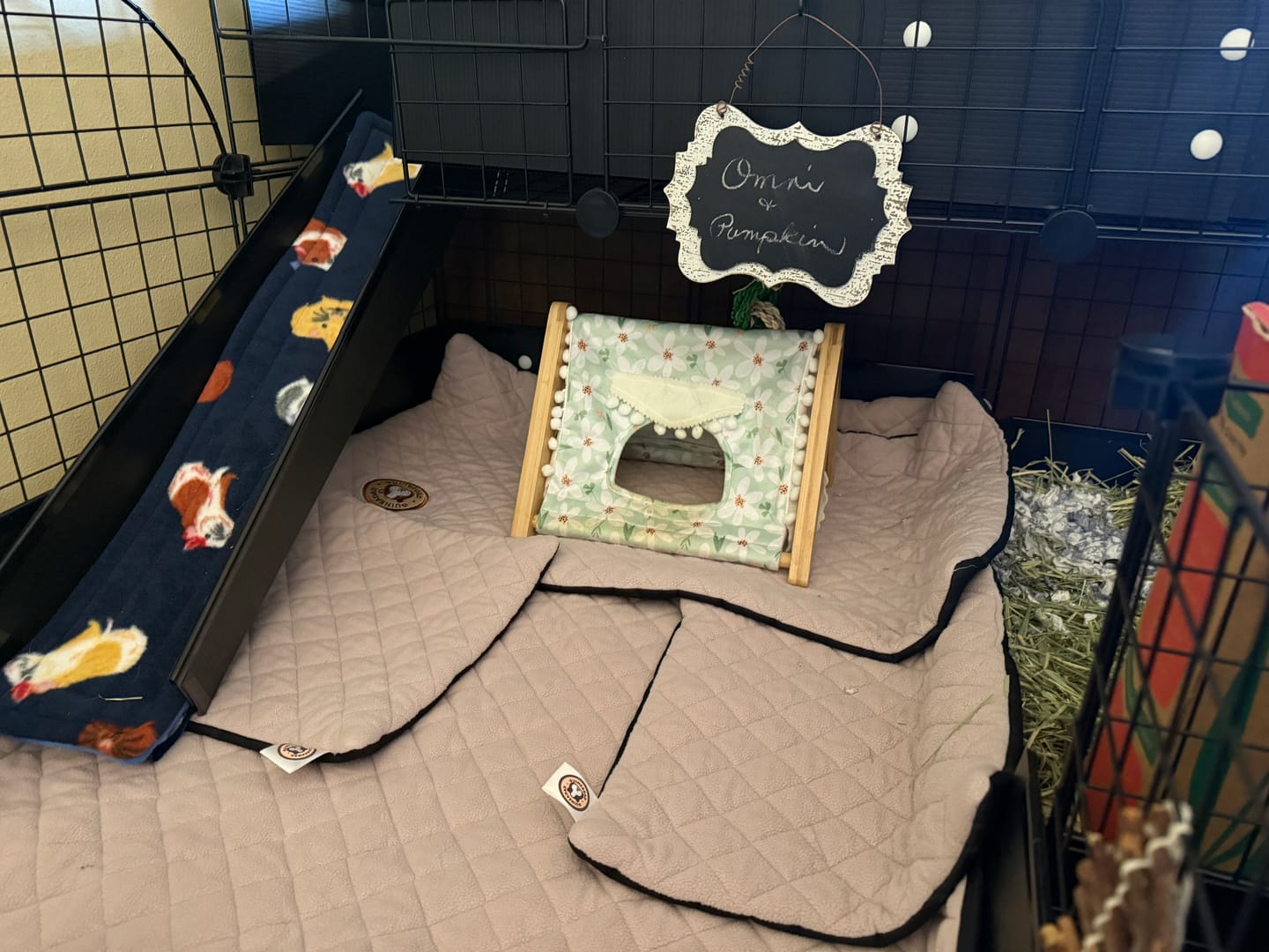 Customer photo review of GuineaDad Premium Guinea Pig Pee Pads (Pack of 5)