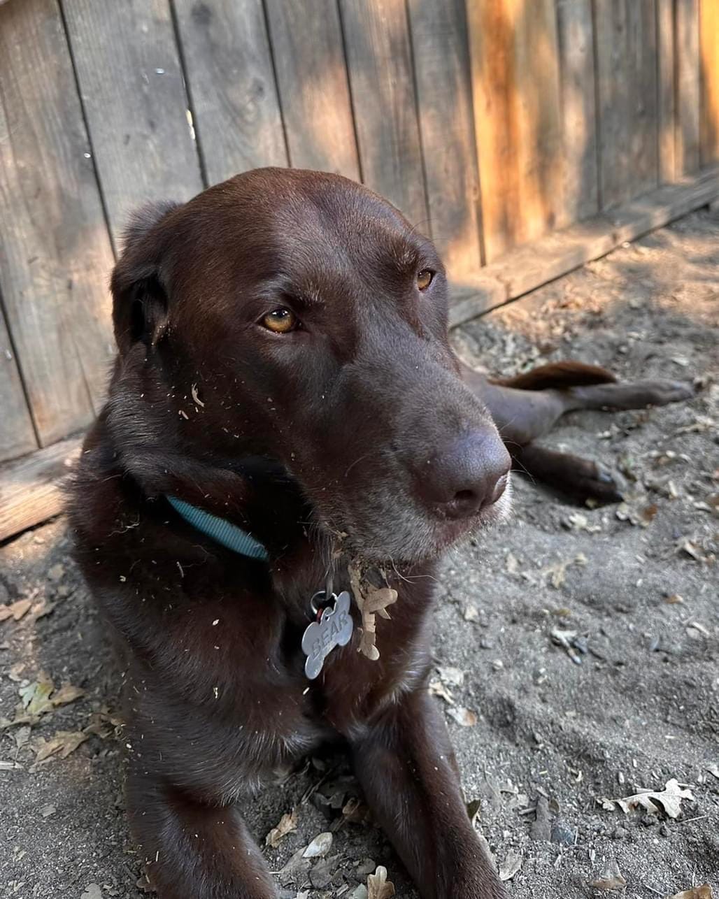 Customer photo review of KING KALM 600mg CBD with Copaiba, Krill Oil and DHA for Dogs & Cats