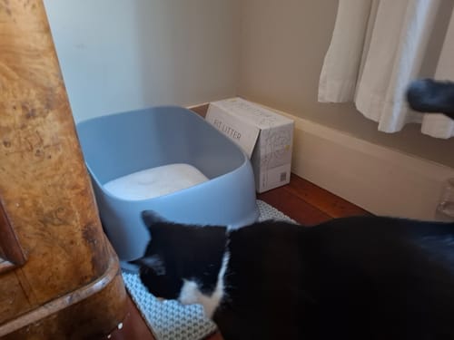 Customer photo review of Fit Litter