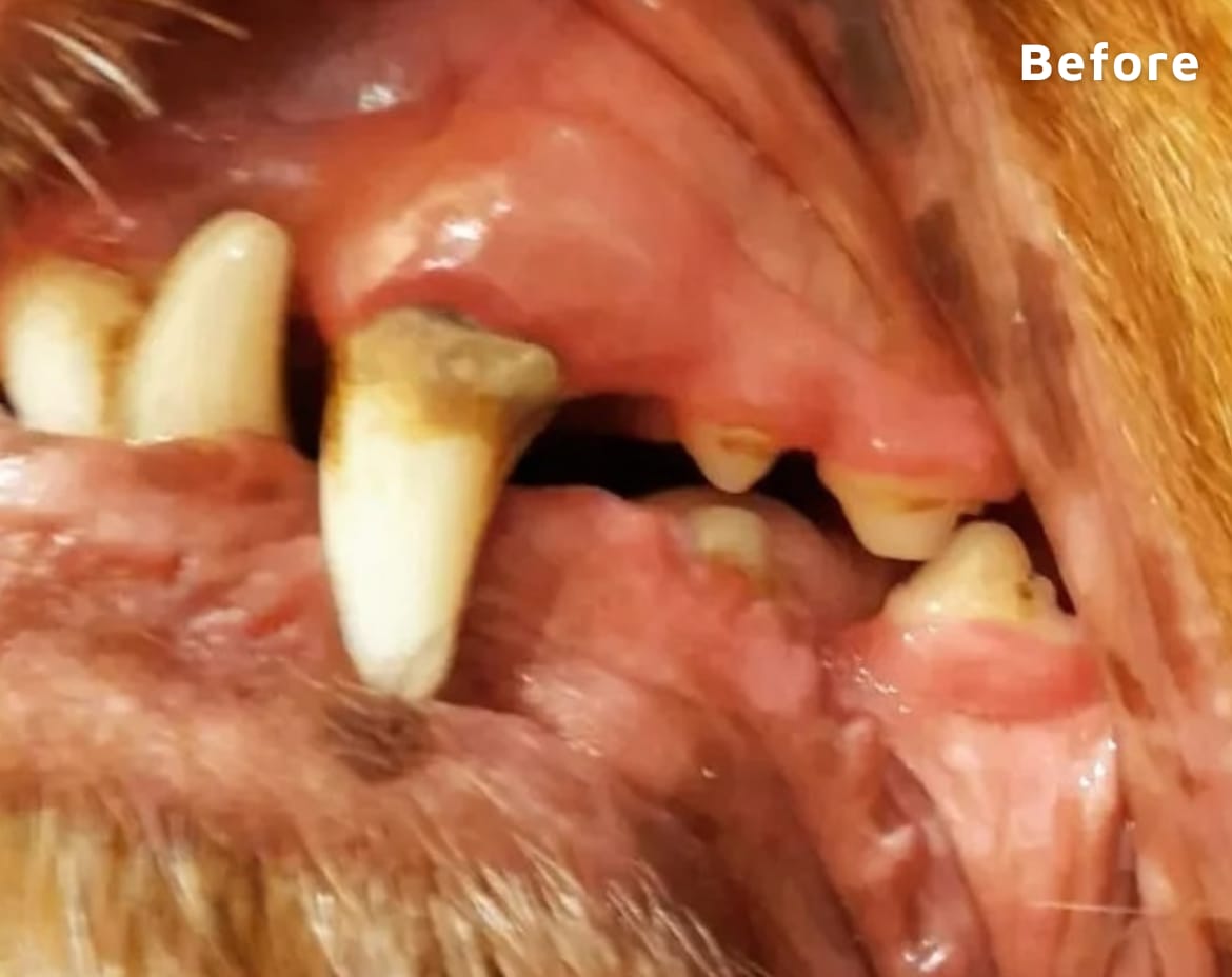 Customer photo review of Pet Probiotic Dental Care - 100ml Spray