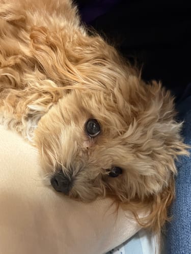 Customer photo review of FunFunPet 高機能ハーネス（お名前タグ作成サービス付き）