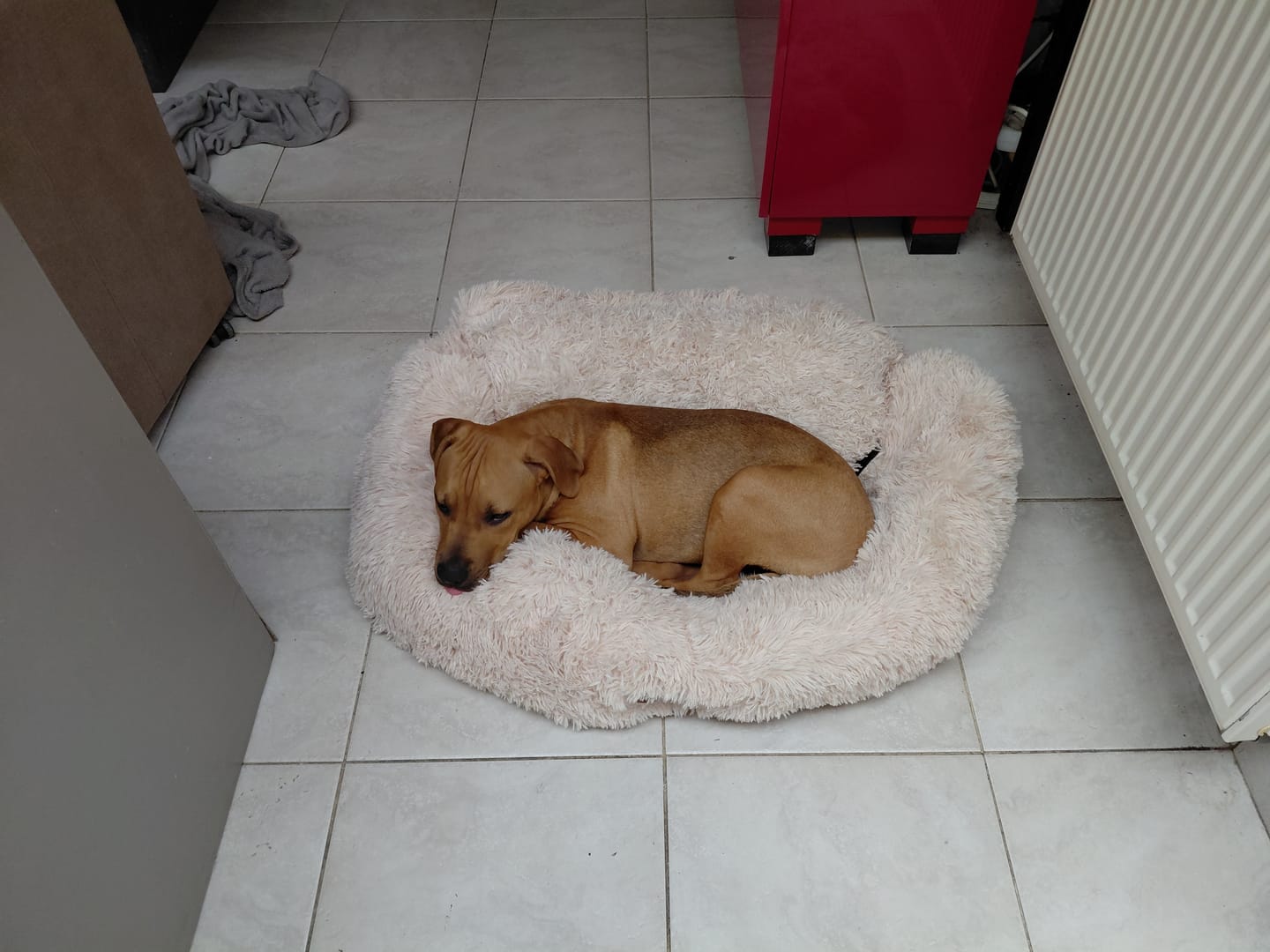 Customer photo review of Pet Perfect Fluffy Autostoel Hond (2-in-1) - Hondenmand Auto - Orthopedisch