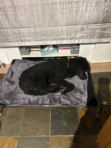 Donna M. review of HiK9 Bed with Chocolate Mesh Cover image 1 out of 3