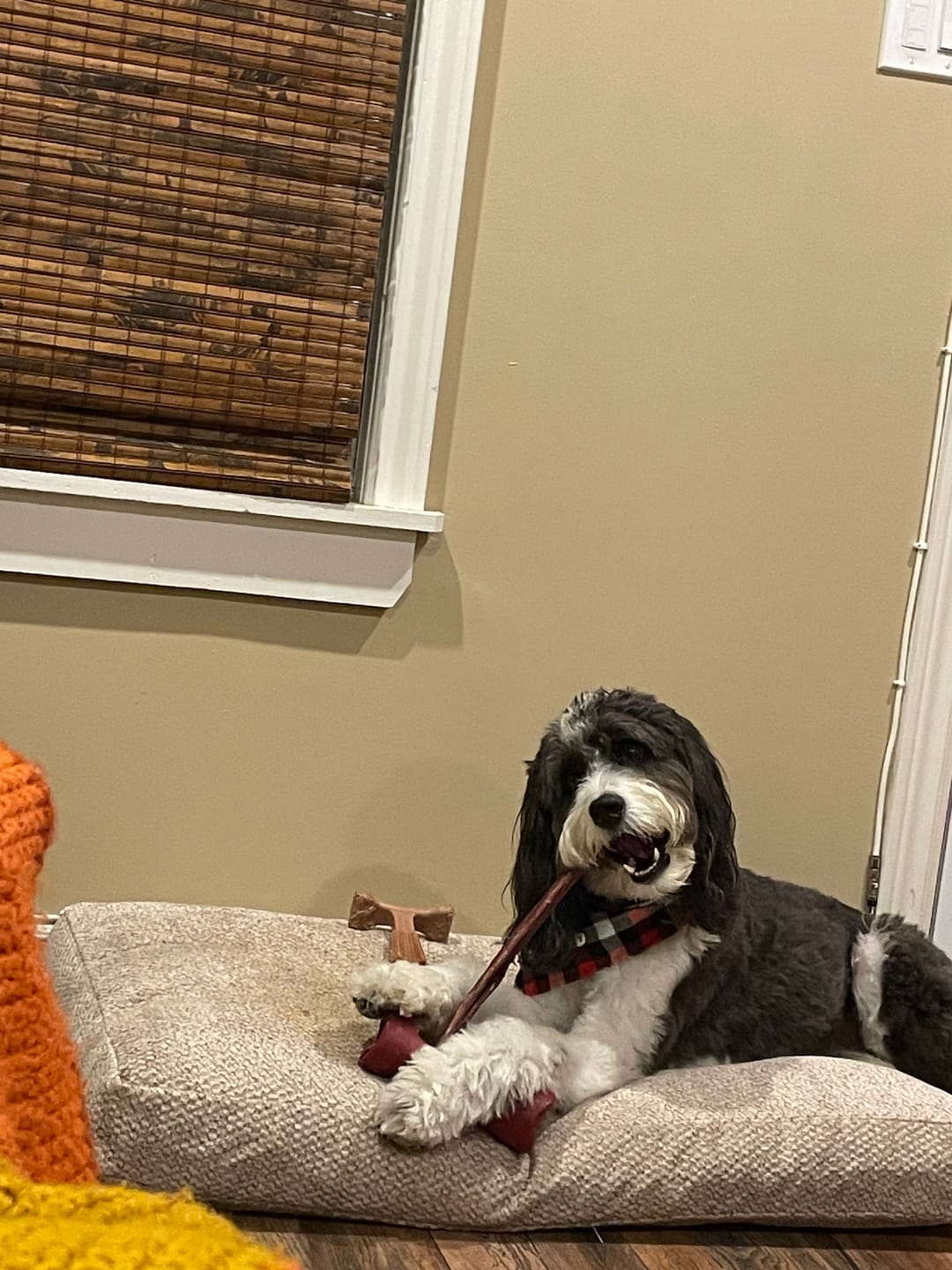 Customer photo review of 10-12 Inch Champion Chew