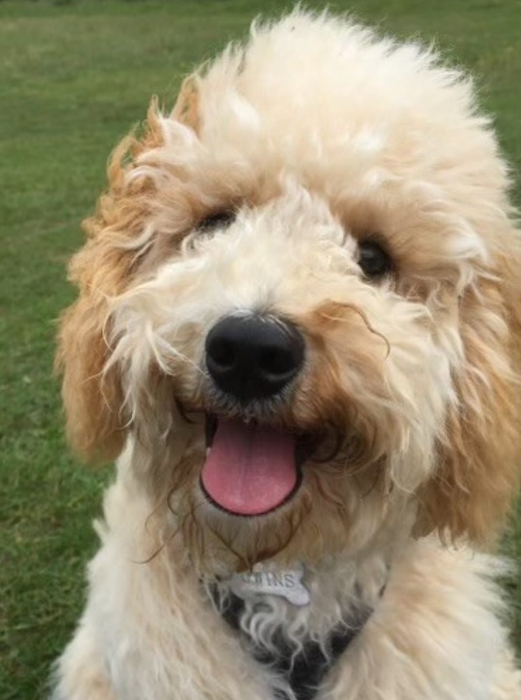 Customer photo review of Pet Probiotic Ear Care - 100ml Spray