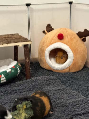 Customer photo review of 🦌❄️ Rentier-Haus – das kuscheligste Winterhäuschen für deine Meerschweinchen