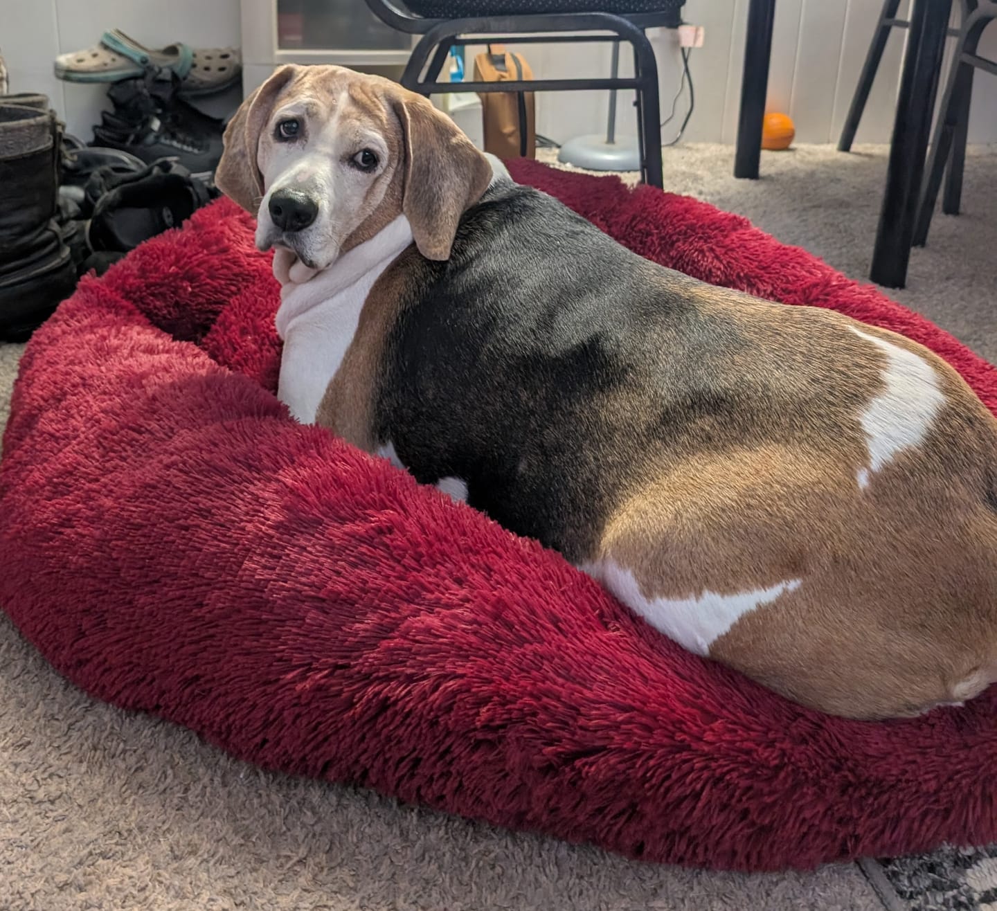 Customer photo review of The Original Fluffy Bean® Pet Bed