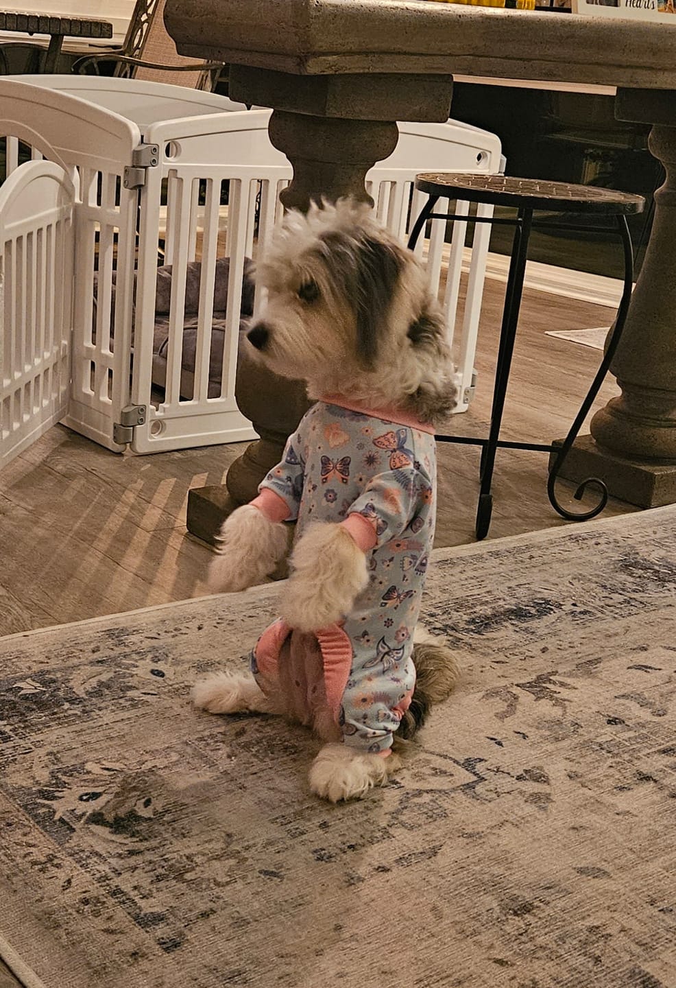 Customer photo review of Dog Pajama - Butterfly