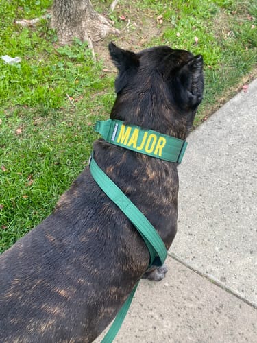 Customer photo review of Matching Green 6' Bully Proof Leash